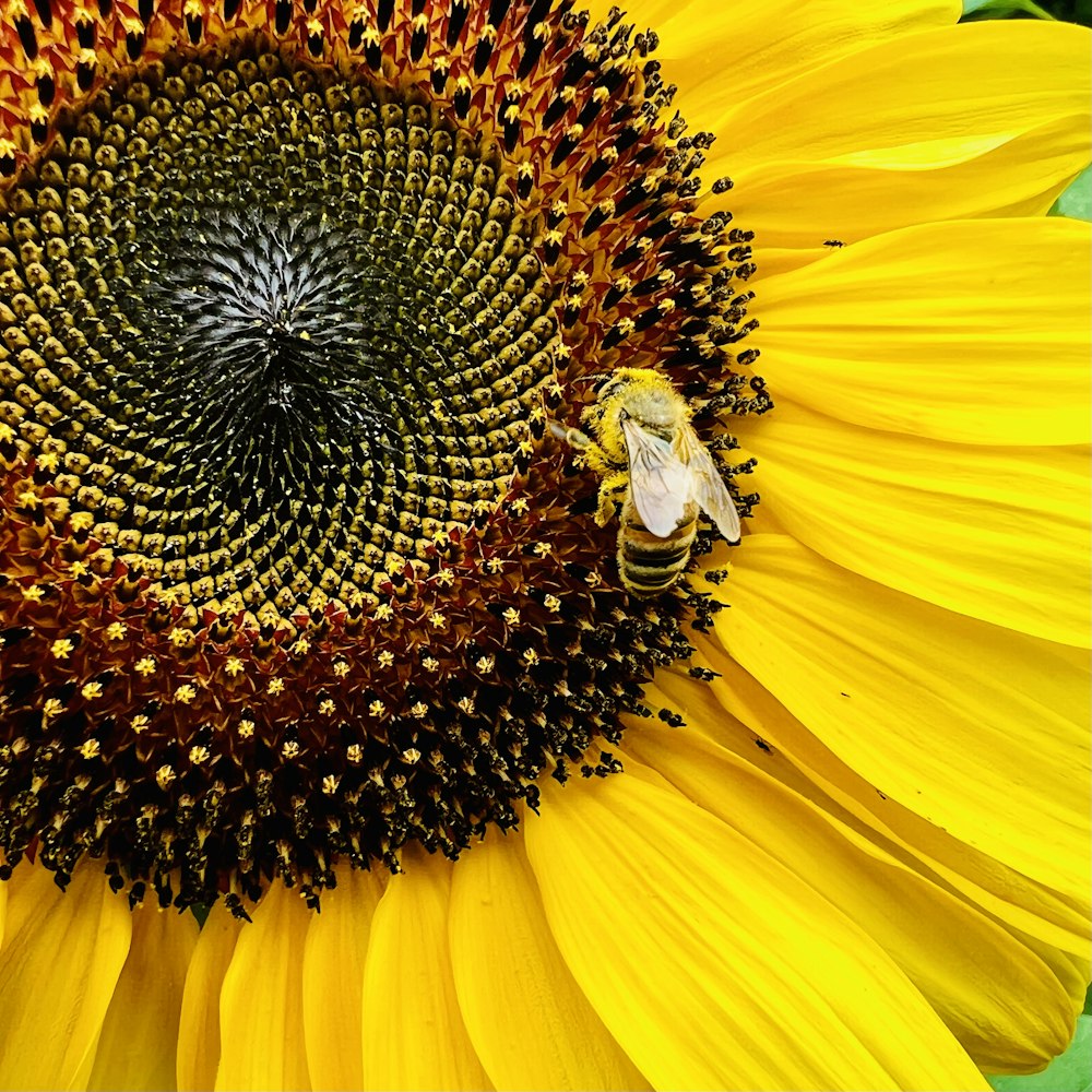 a large sunflower with a bee on it