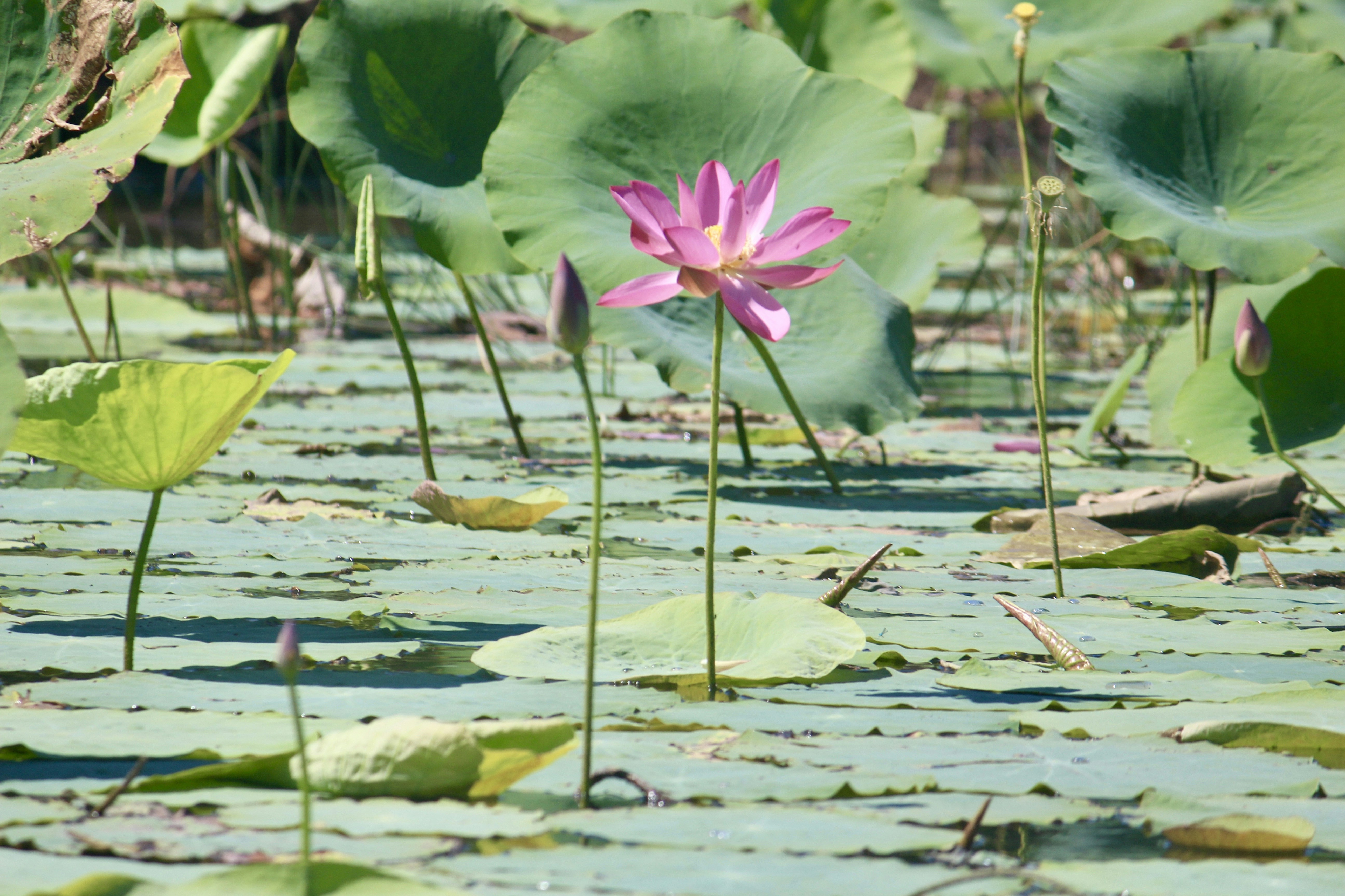 Photo by lindafernandez