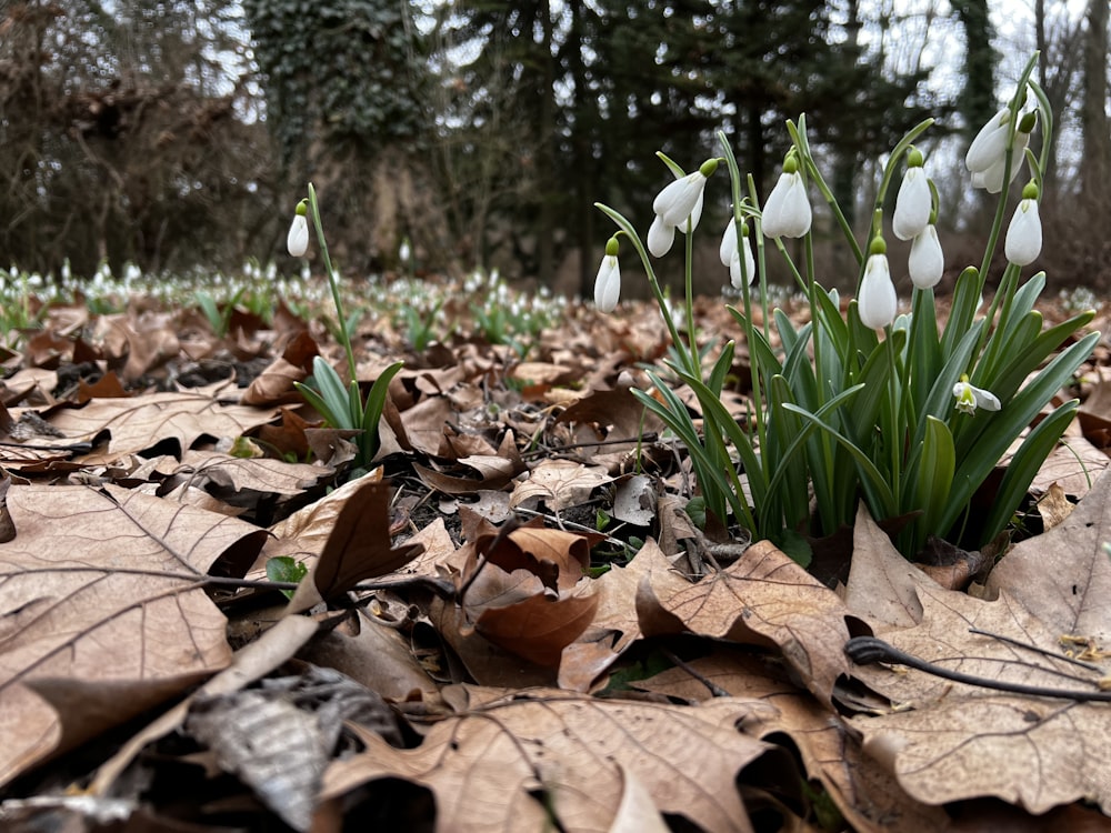 a group of white flowers sitting on top of a leaf covered ground