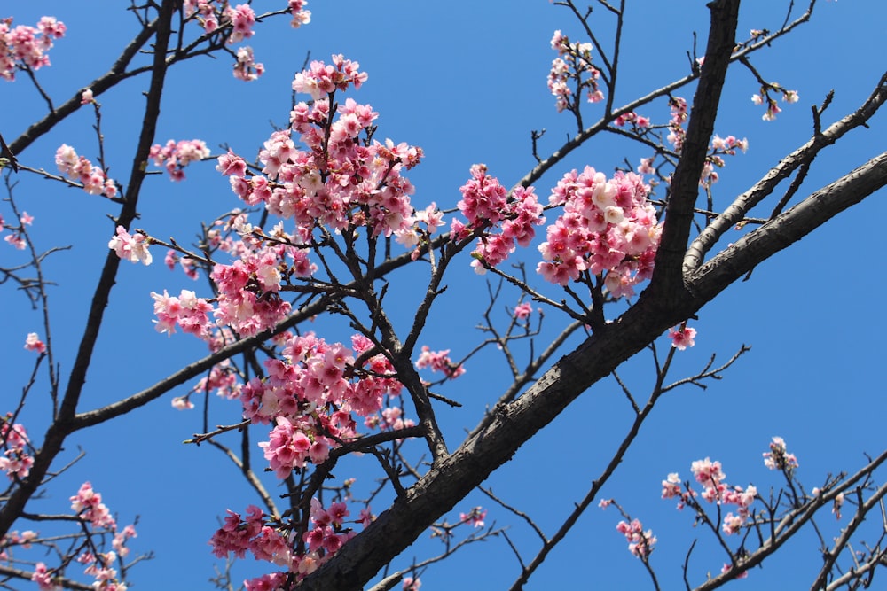 pink flowers are blooming on the branches of a tree