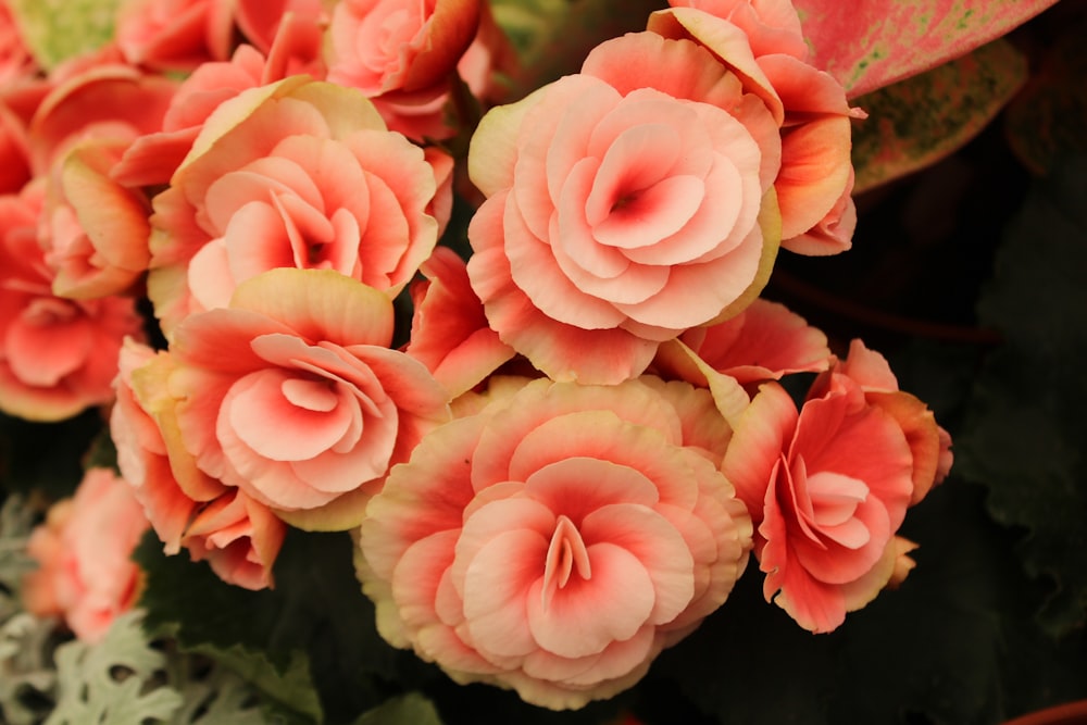 a bunch of pink flowers sitting on top of a green plant