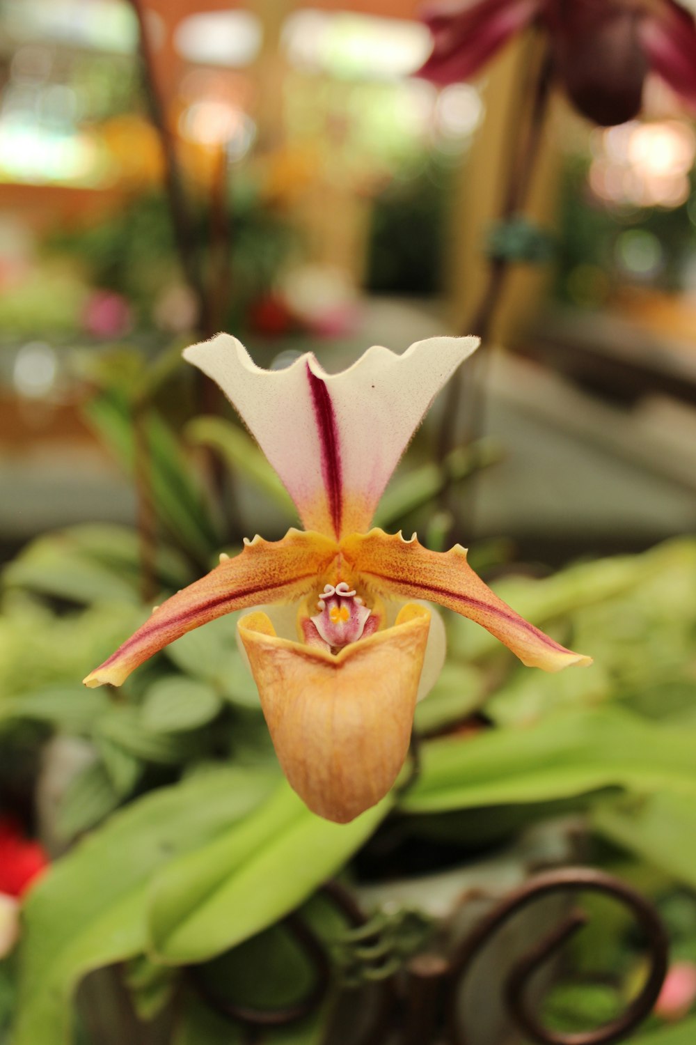 a close up of a flower on a plant