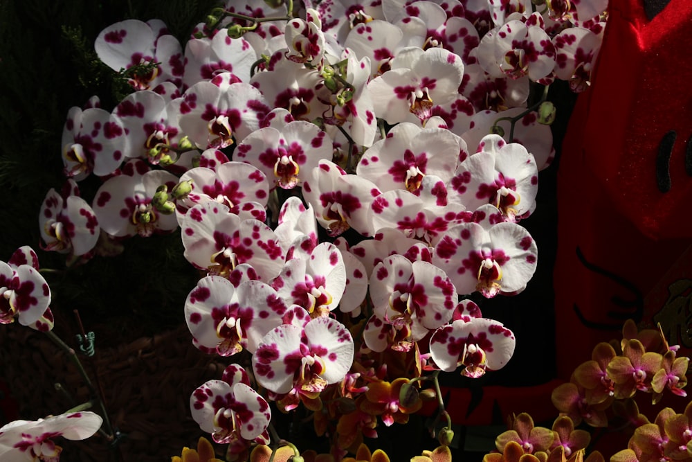 a bunch of white and red flowers in a garden