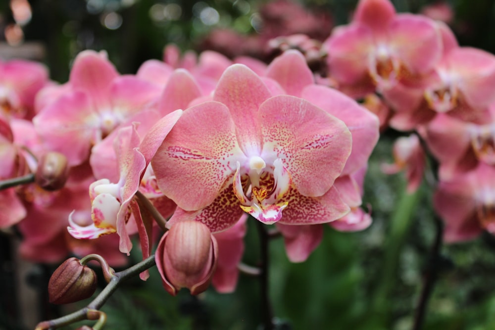 a bunch of pink flowers that are blooming