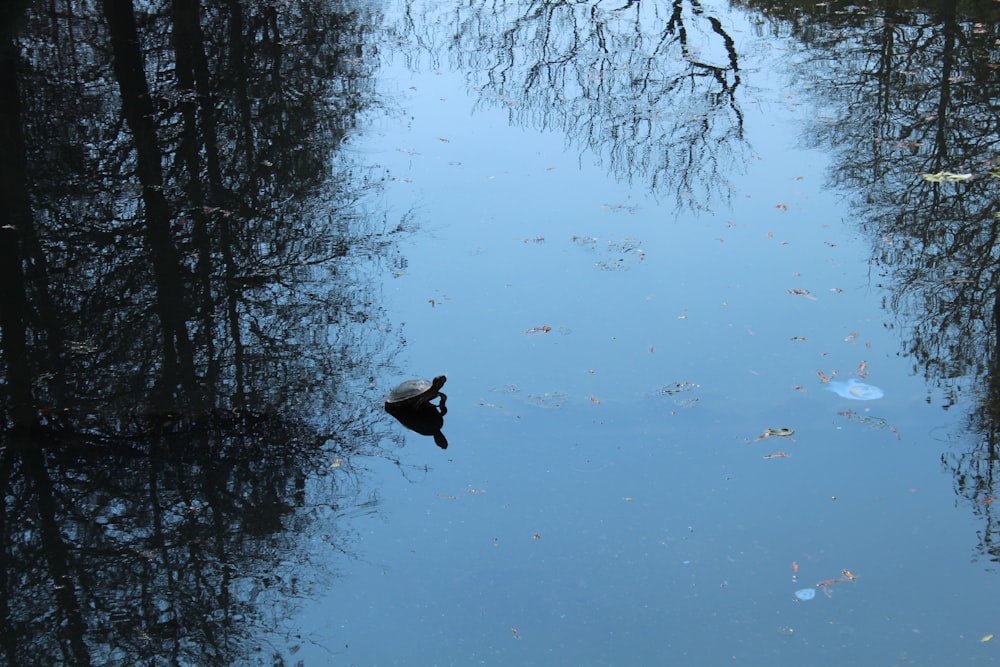 a body of water surrounded by trees and leaves