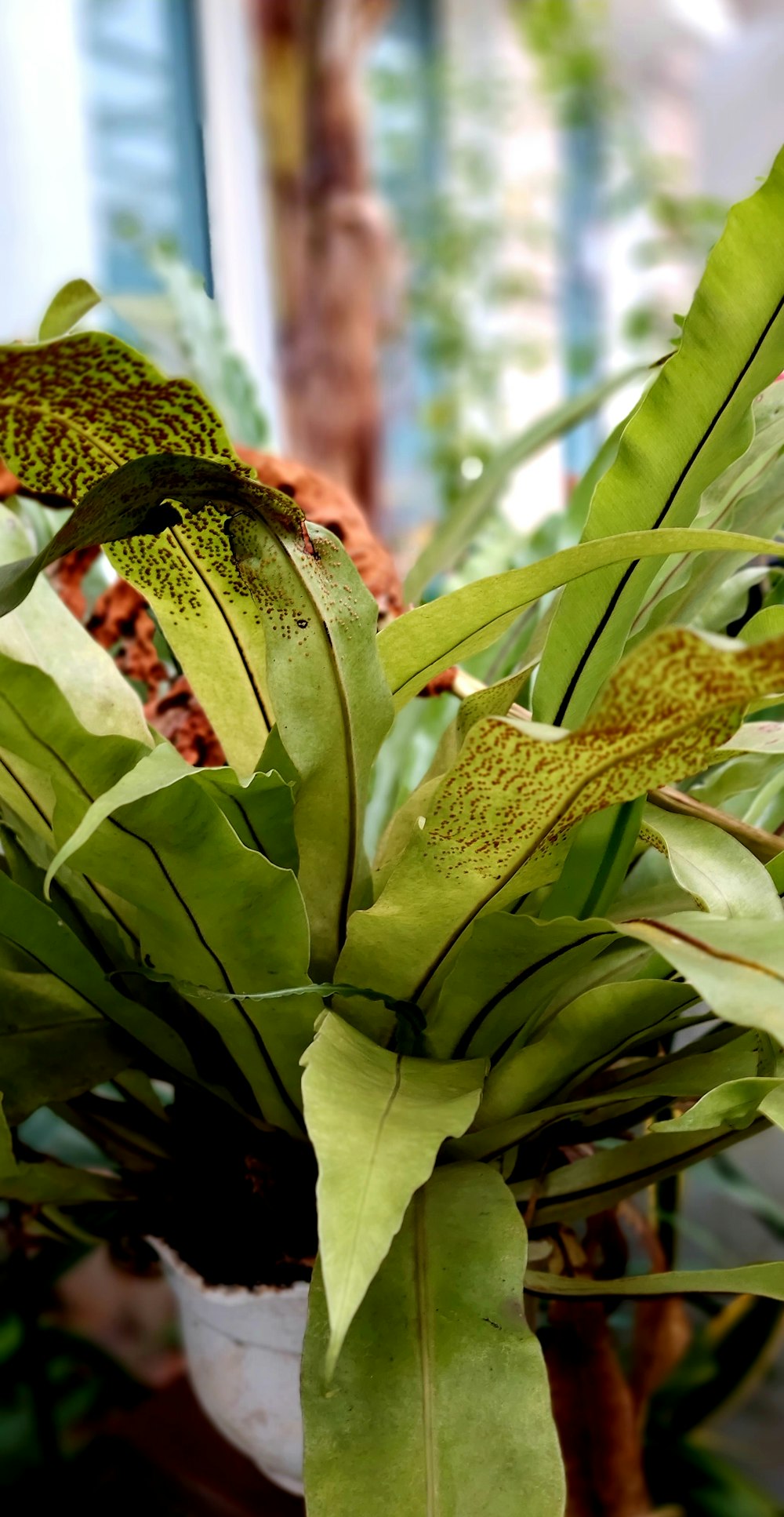 a close up of a plant with green leaves