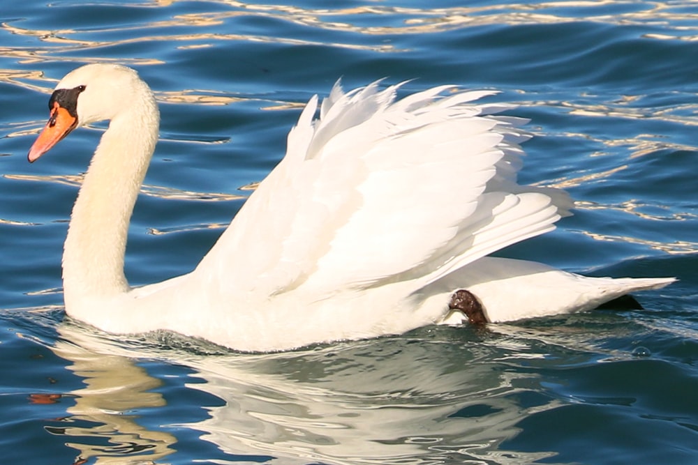 a white swan floating on top of a body of water