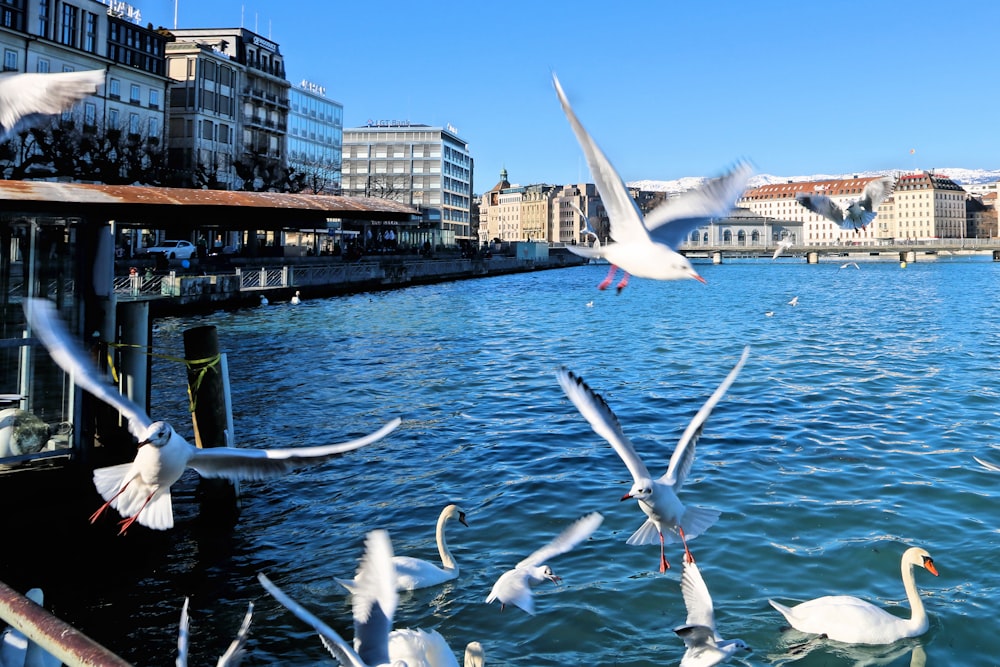 a flock of birds flying over a body of water