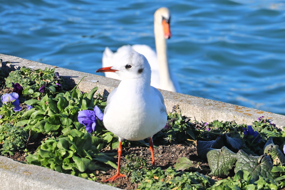 a couple of white birds standing next to a body of water