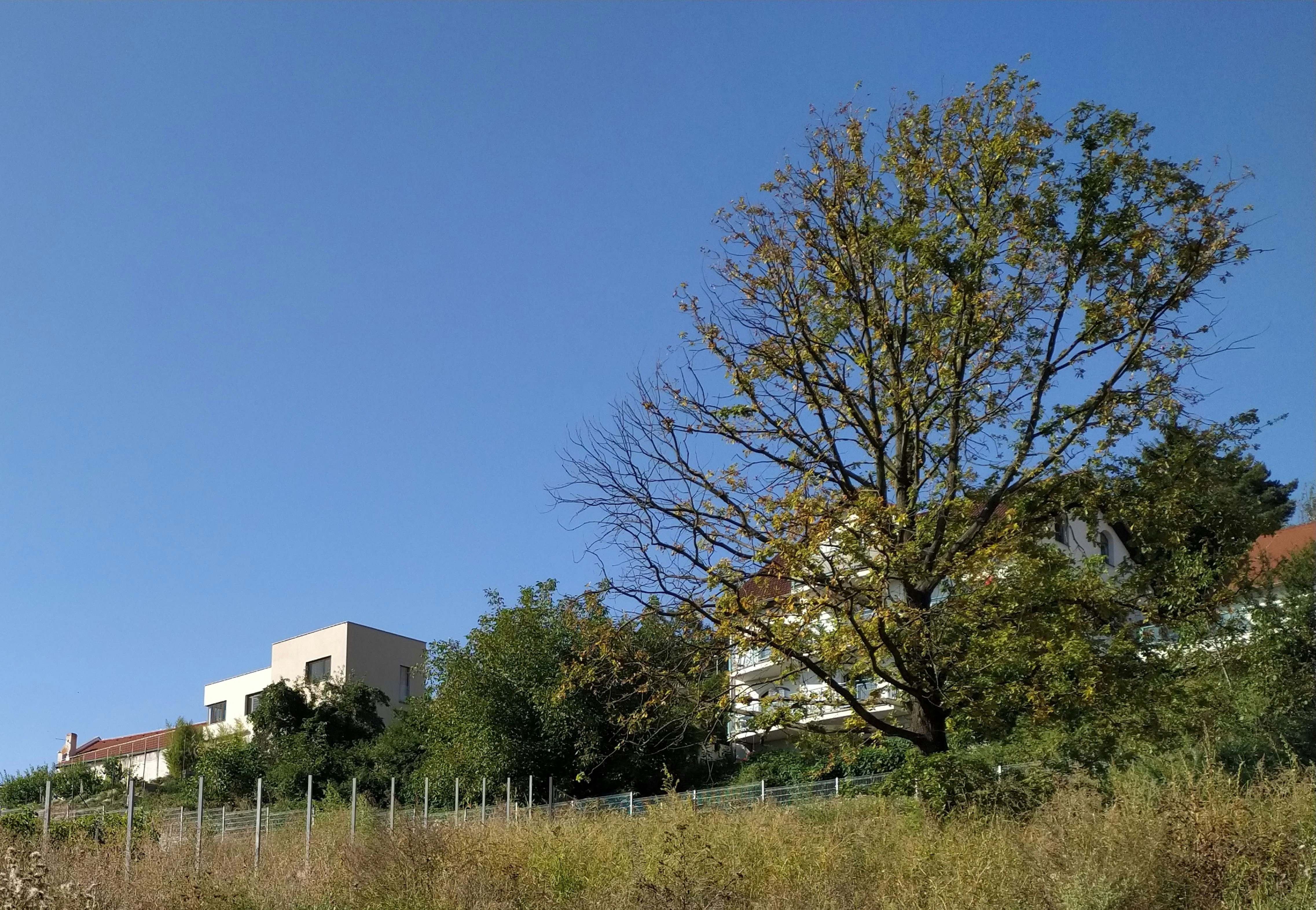 Photo by willowshavenart