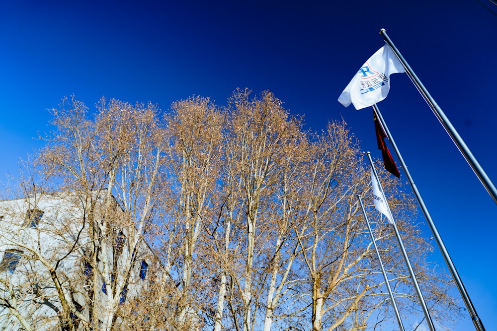 a flag flying in the wind next to a tree