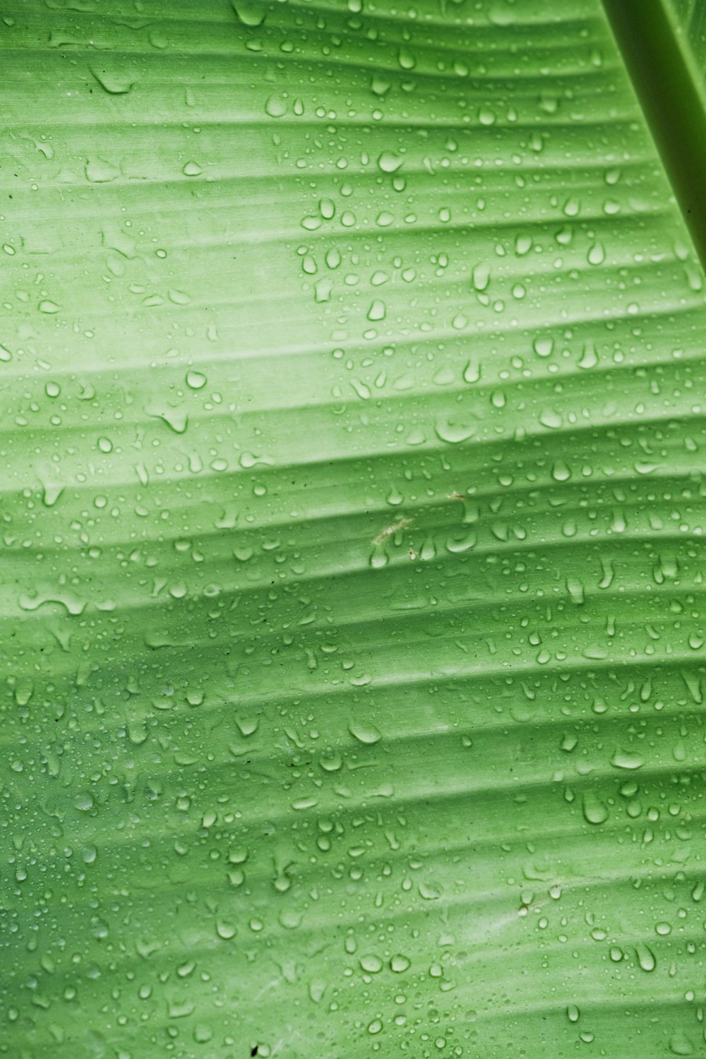 a large green leaf with water drops on it