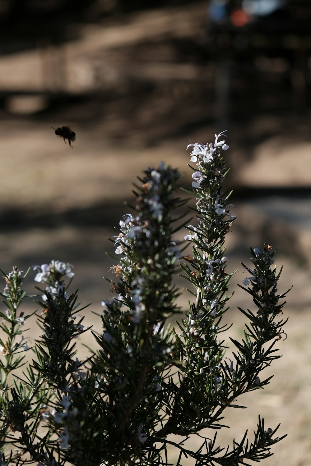 a bee flying over a plant with white flowers