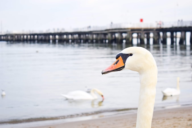 Sopot kirándulás