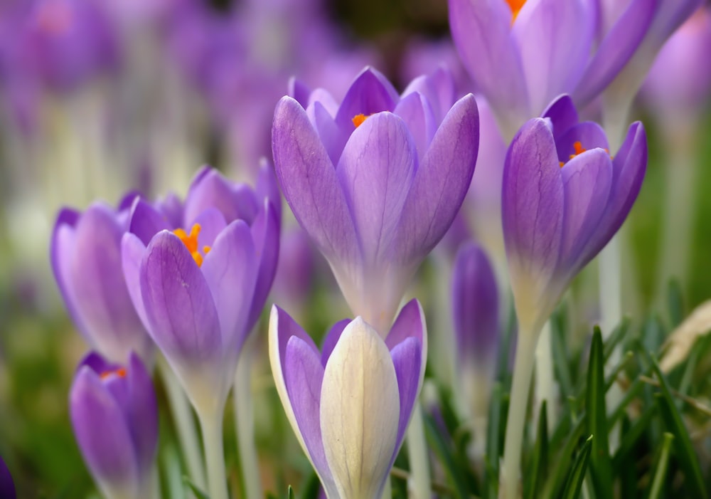 a bunch of purple flowers that are in the grass