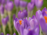 Close-up of vibrant saffron crocus flowers blooming in the morning light.