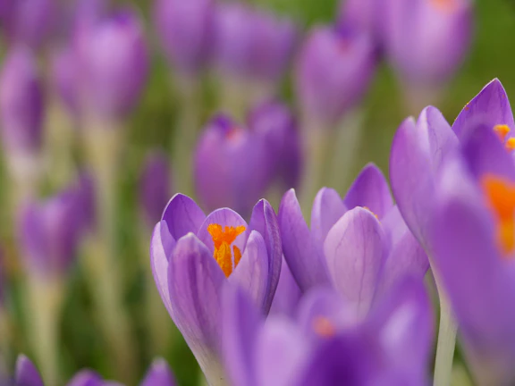 Close-up of vibrant saffron crocus flowers blooming in the morning light.