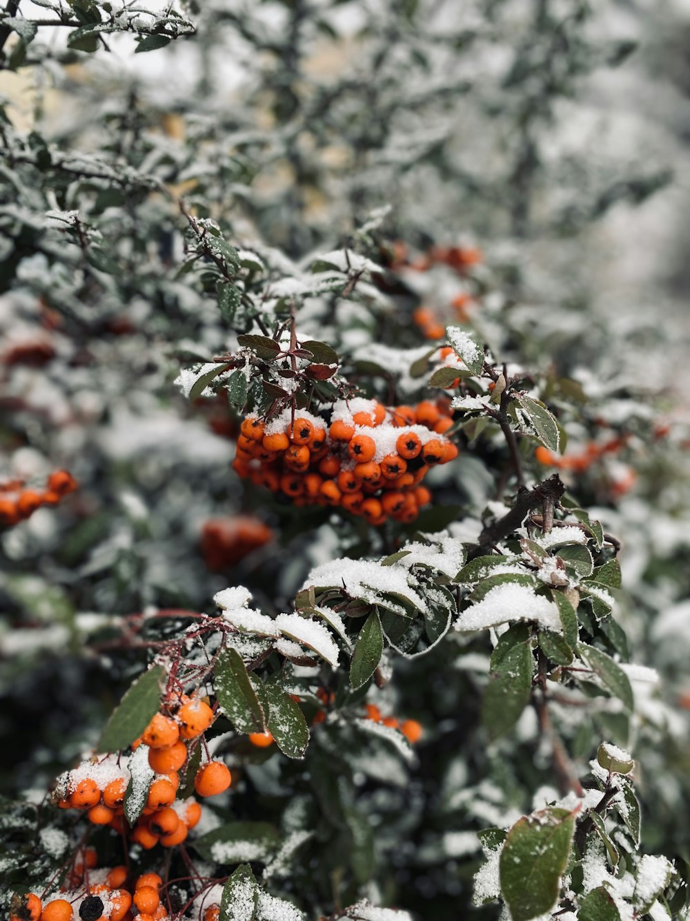 a bush covered in snow and orange berries