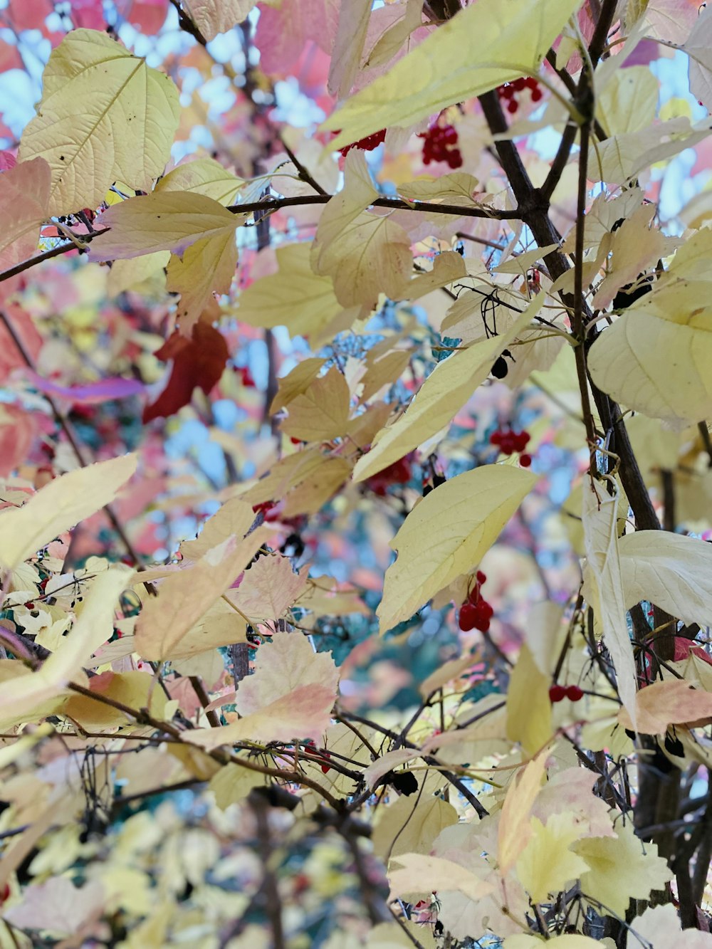 a close up of a tree with many leaves