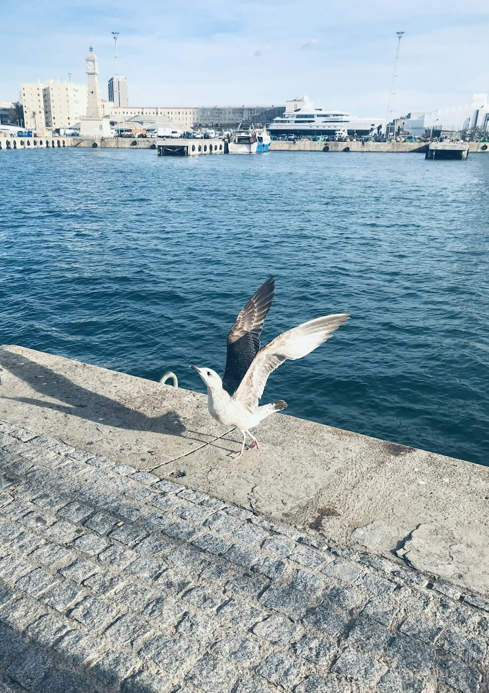 a seagull landing on the edge of a wall near the water