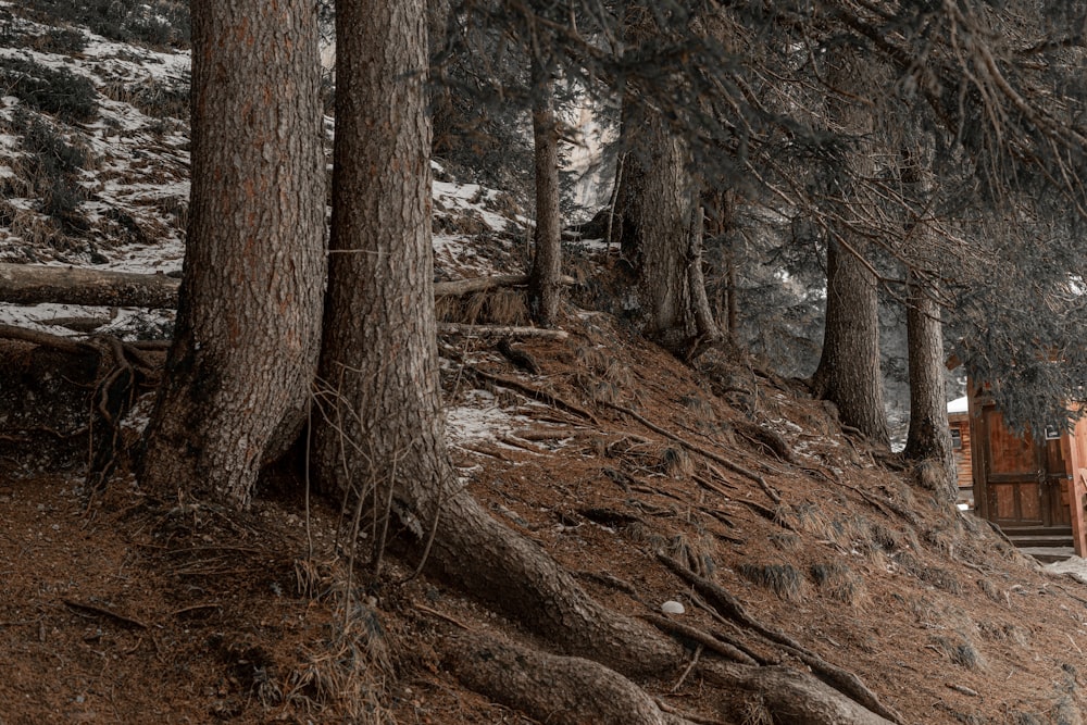 a couple of people walking down a path in the woods