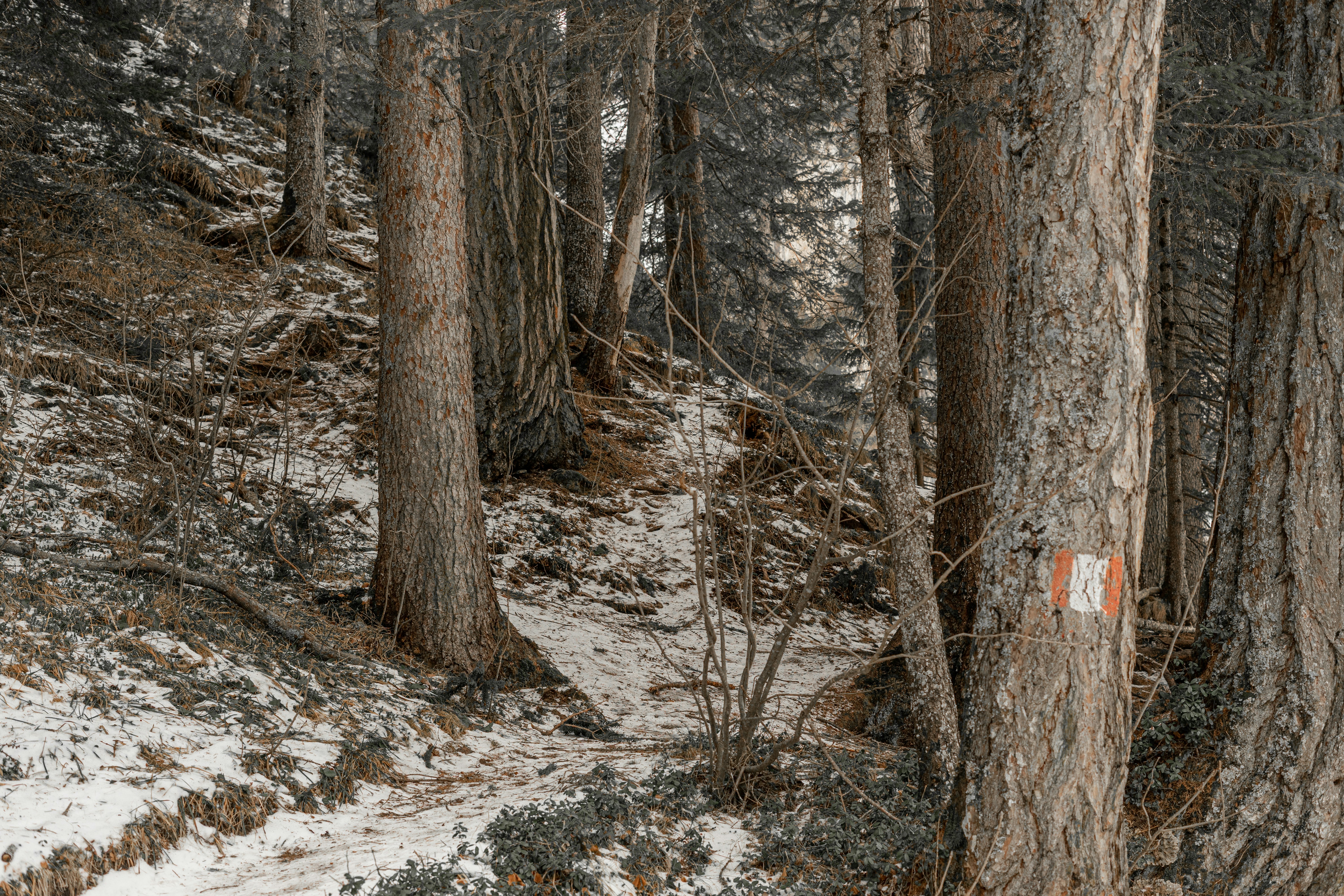 a trail in the woods with snow on the ground