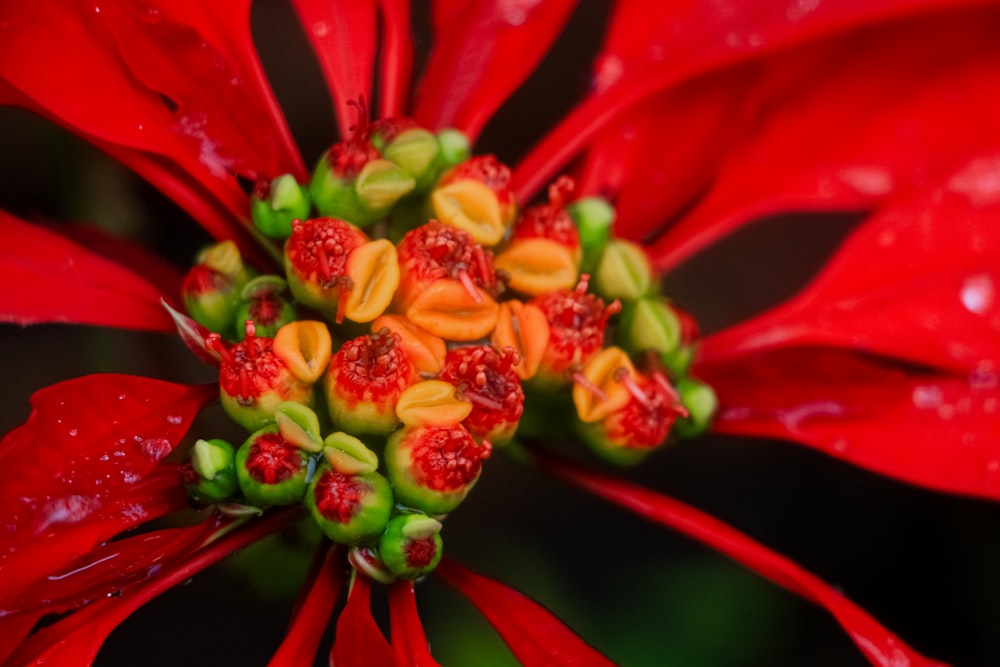 um close up de uma flor vermelha com gotas de água sobre ela
