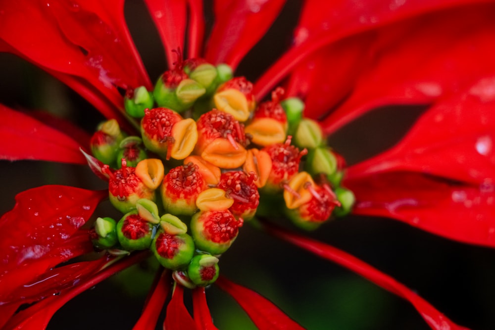 a close up of a red flower with drops of water on it