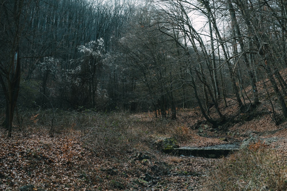 a wooded area with a small creek in the middle of it