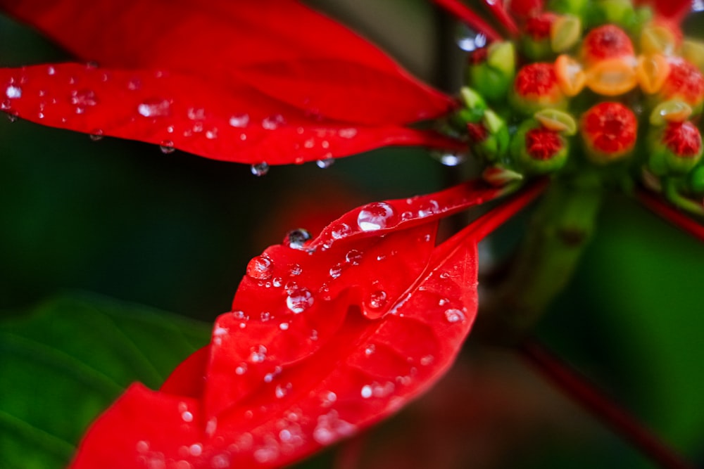 uma flor vermelha com gotículas de água sobre ela