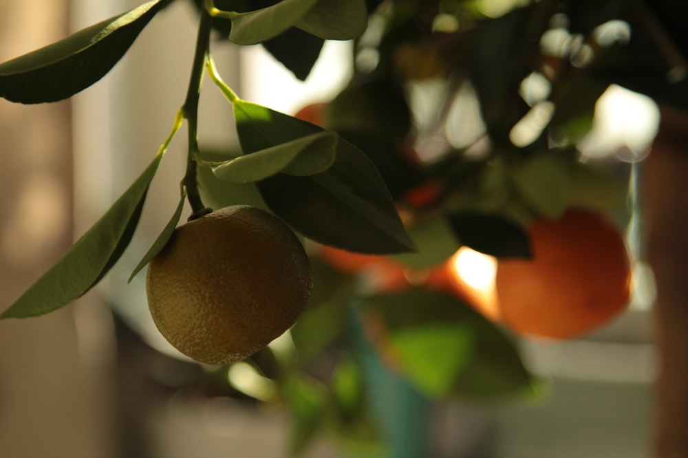 a close up of a tree with oranges in the background