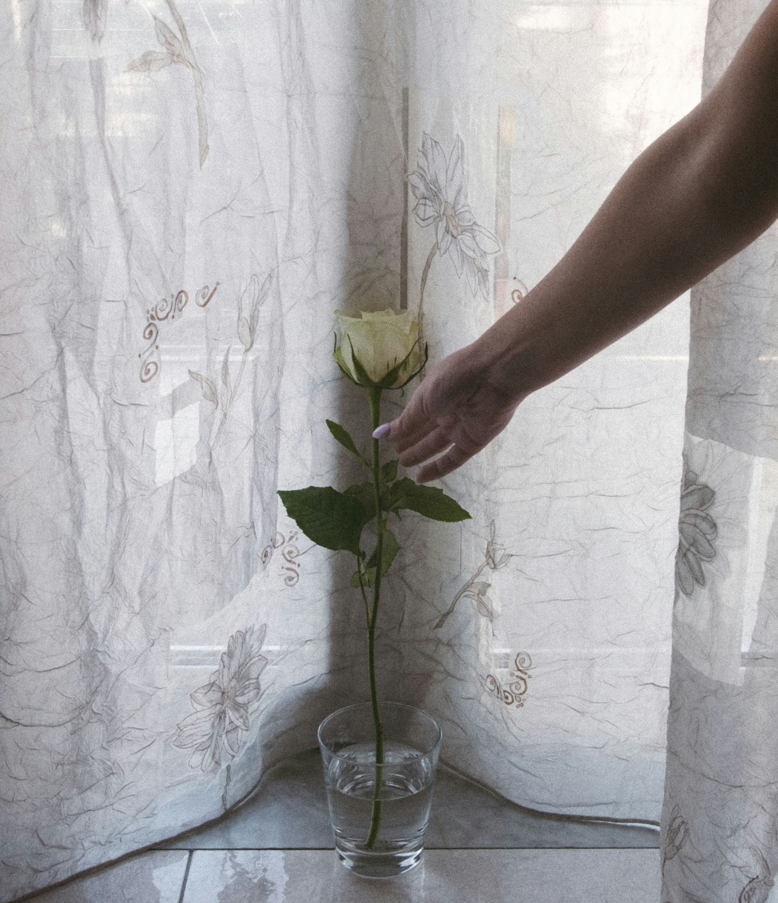 グラスの中のバラに手を伸ばす人