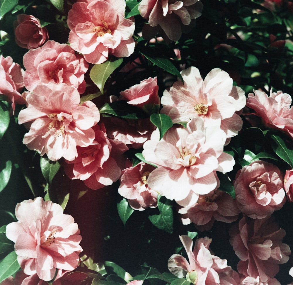 a bunch of pink flowers with green leaves