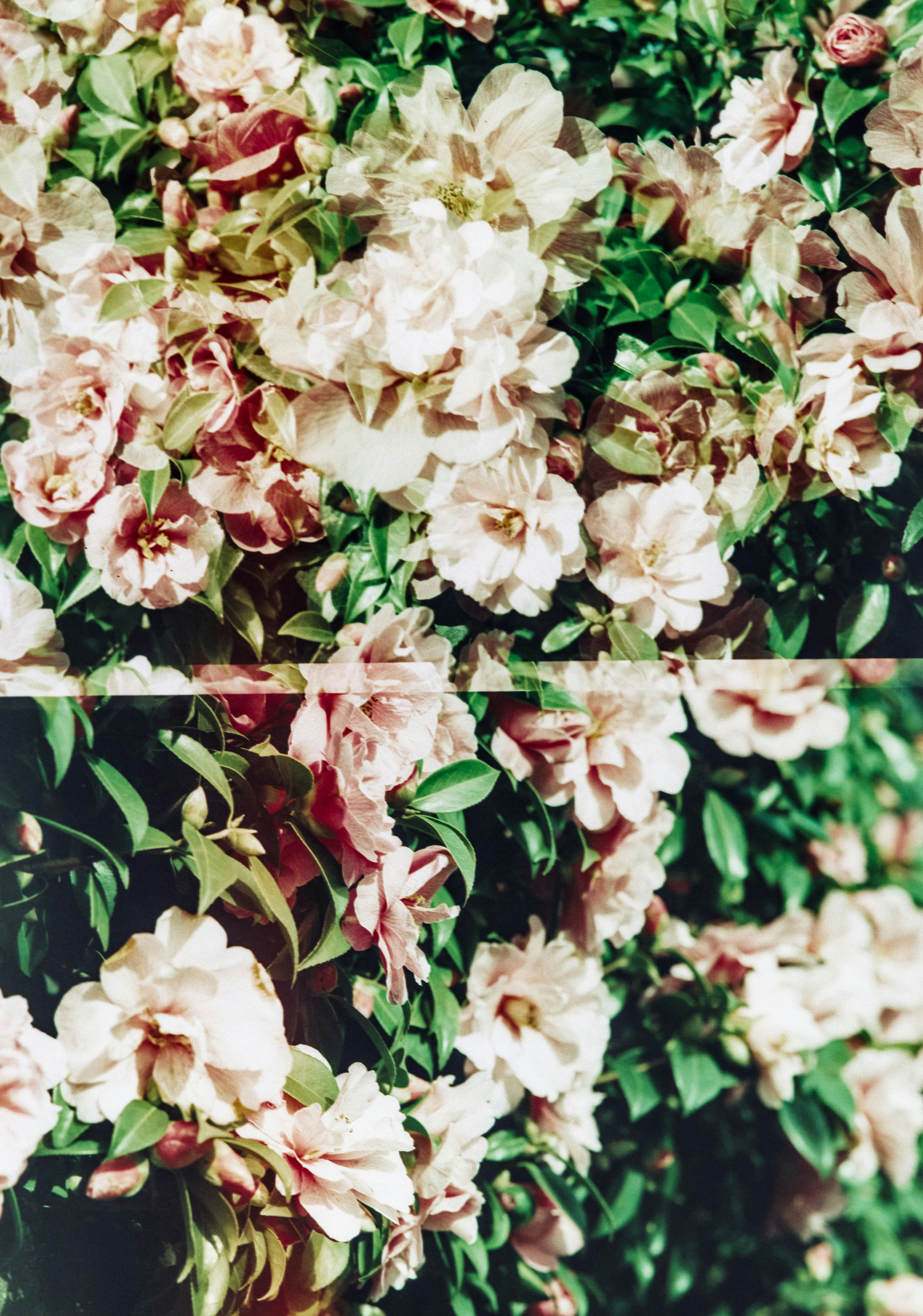 A bunch of flowers that are in a vase photo – Free Flower Image on Unsplash