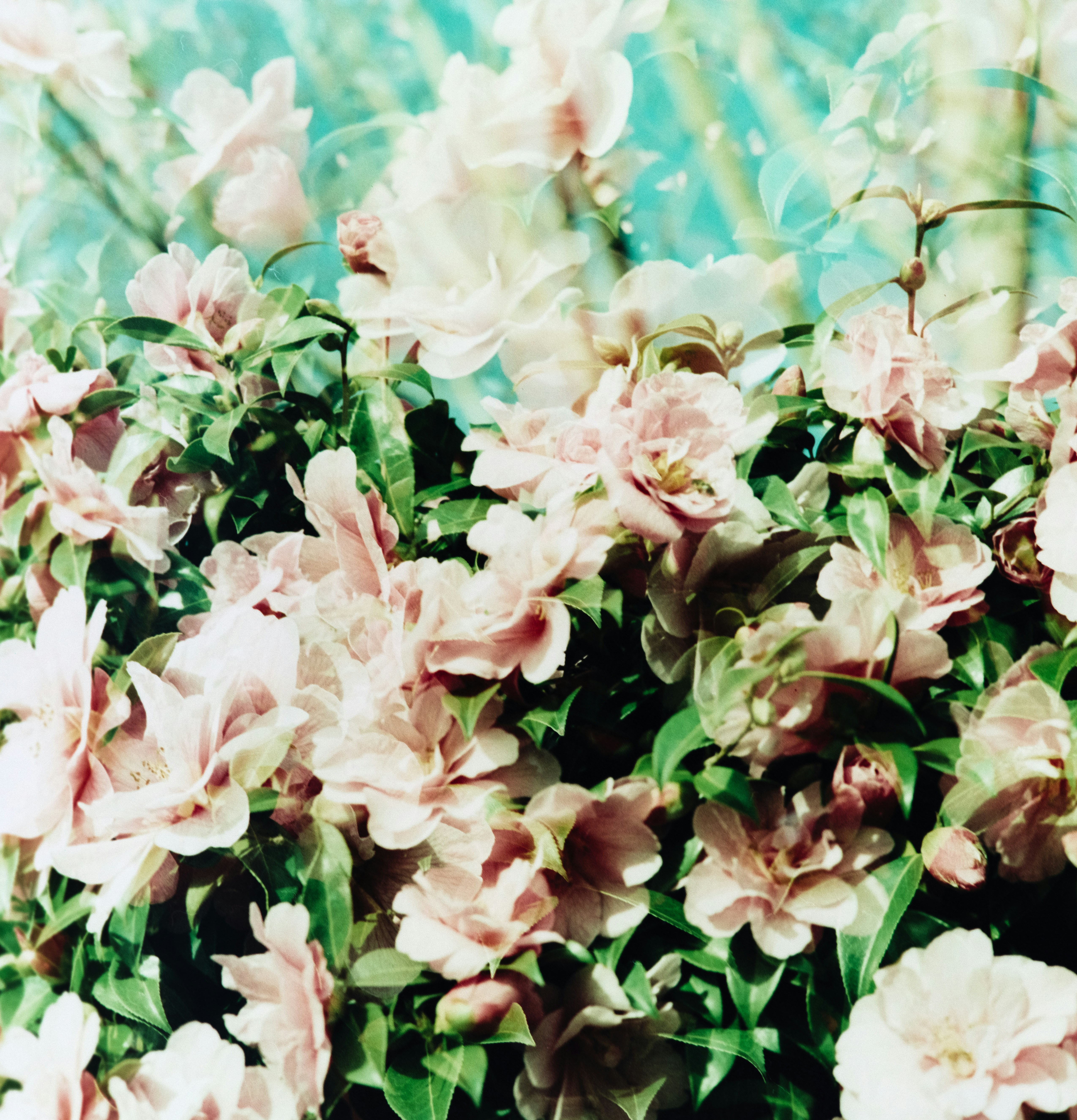 Photo by anniespratt