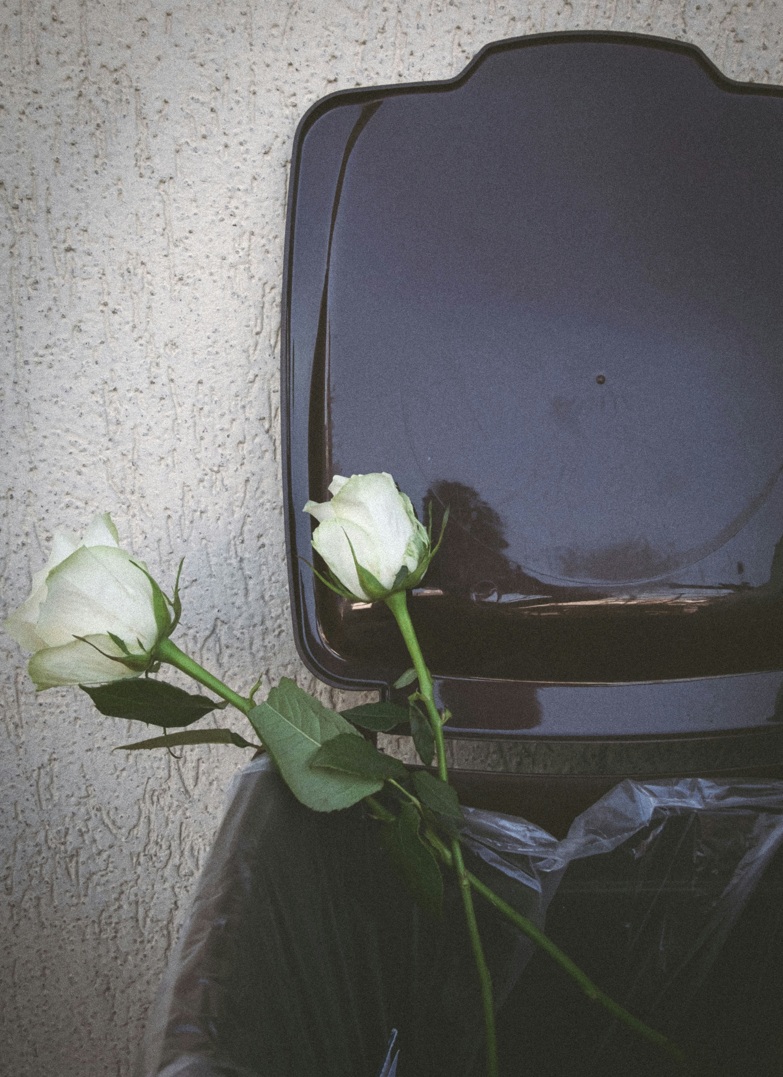 ゴミ箱の上に座っている白いバラ