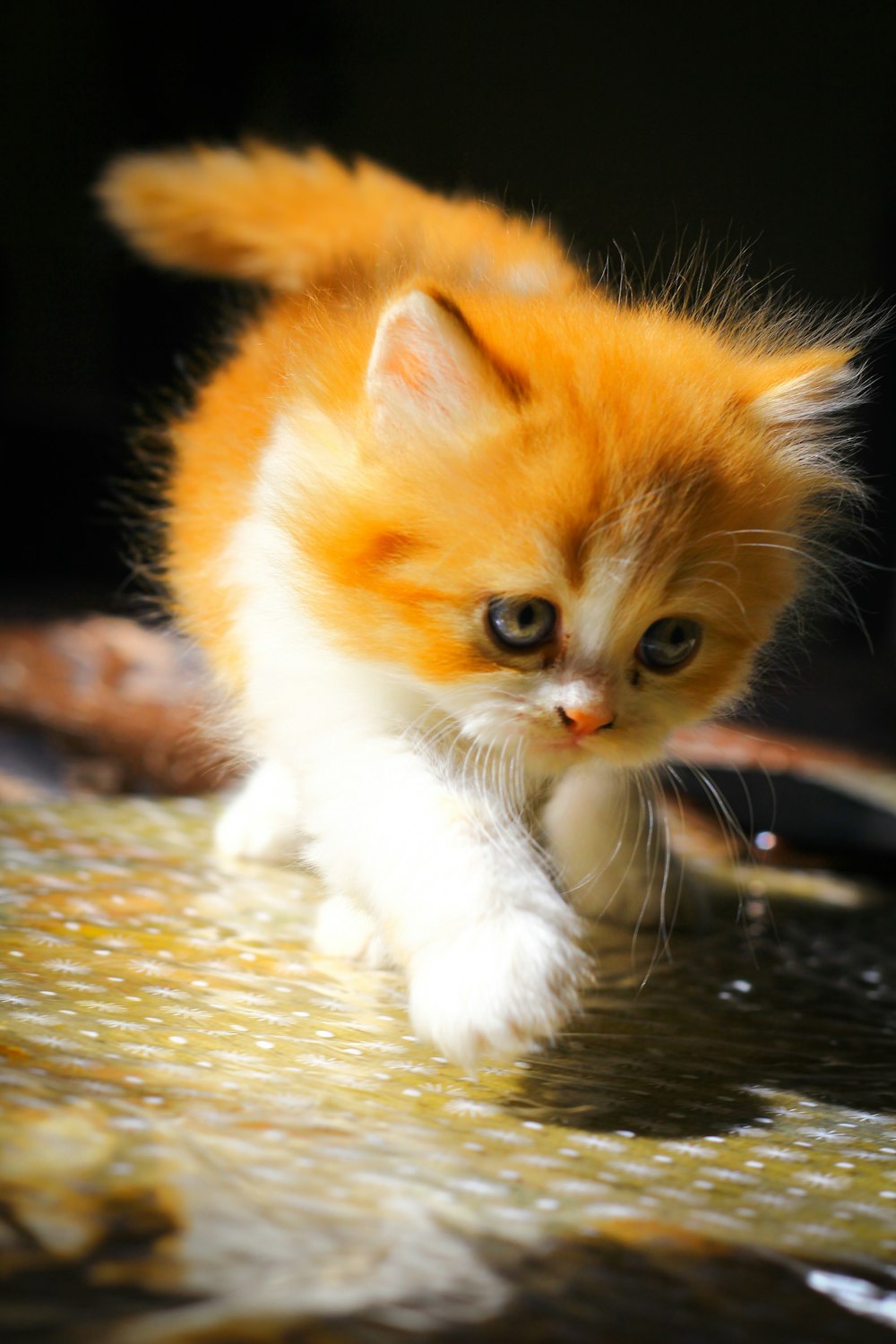 a small orange and white kitten walking across a table