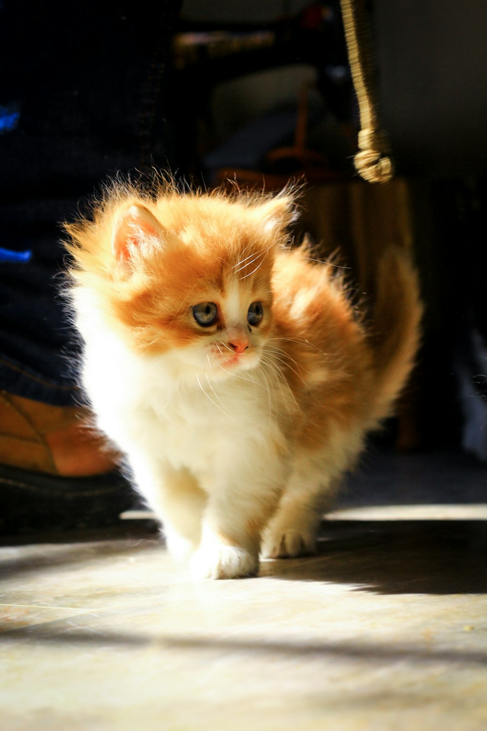 A small orange and white kitten walking across a floor photo ...