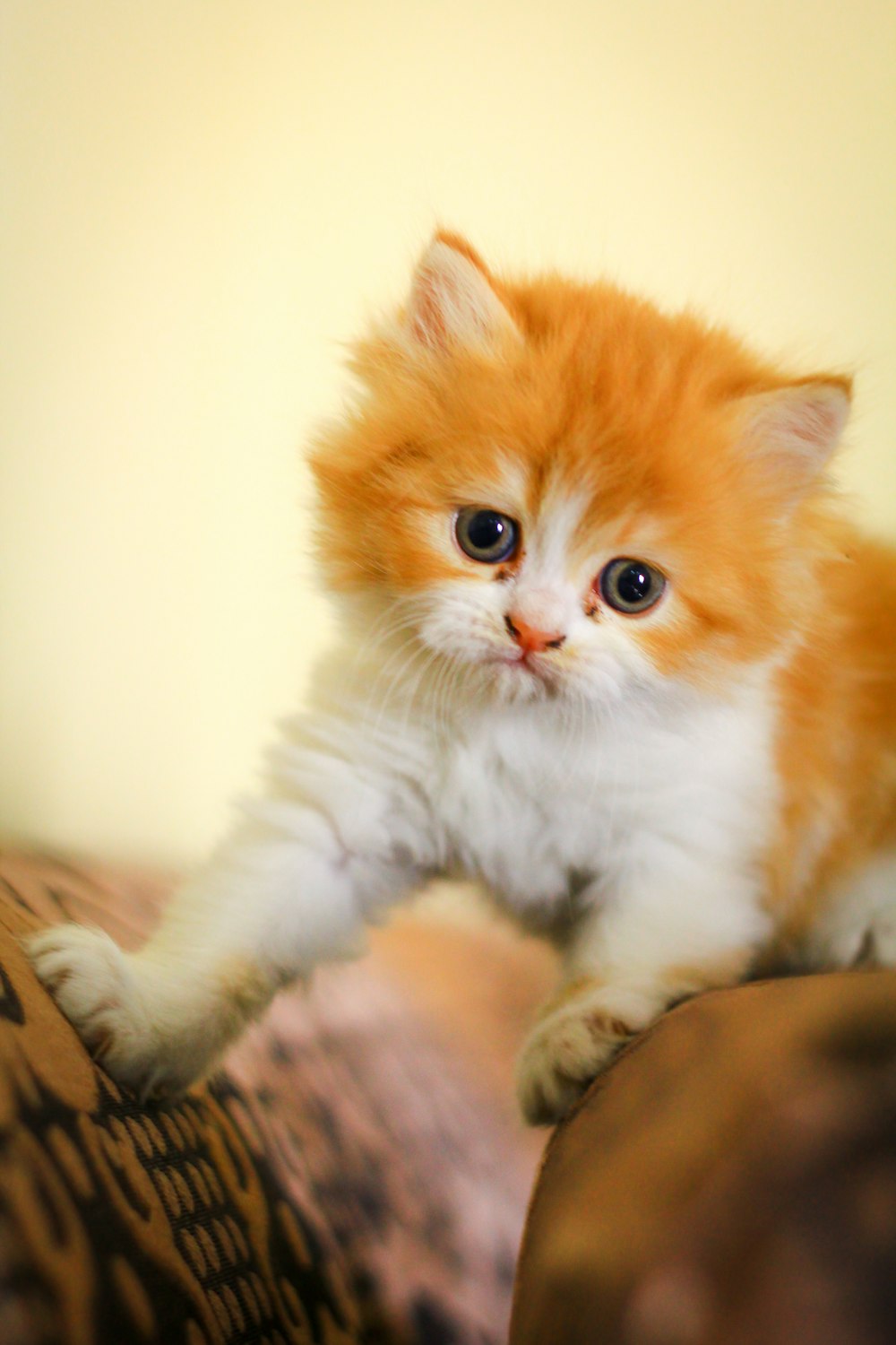 소파 위에 앉아 있는 작은 주황색과 흰색 새끼 고양이