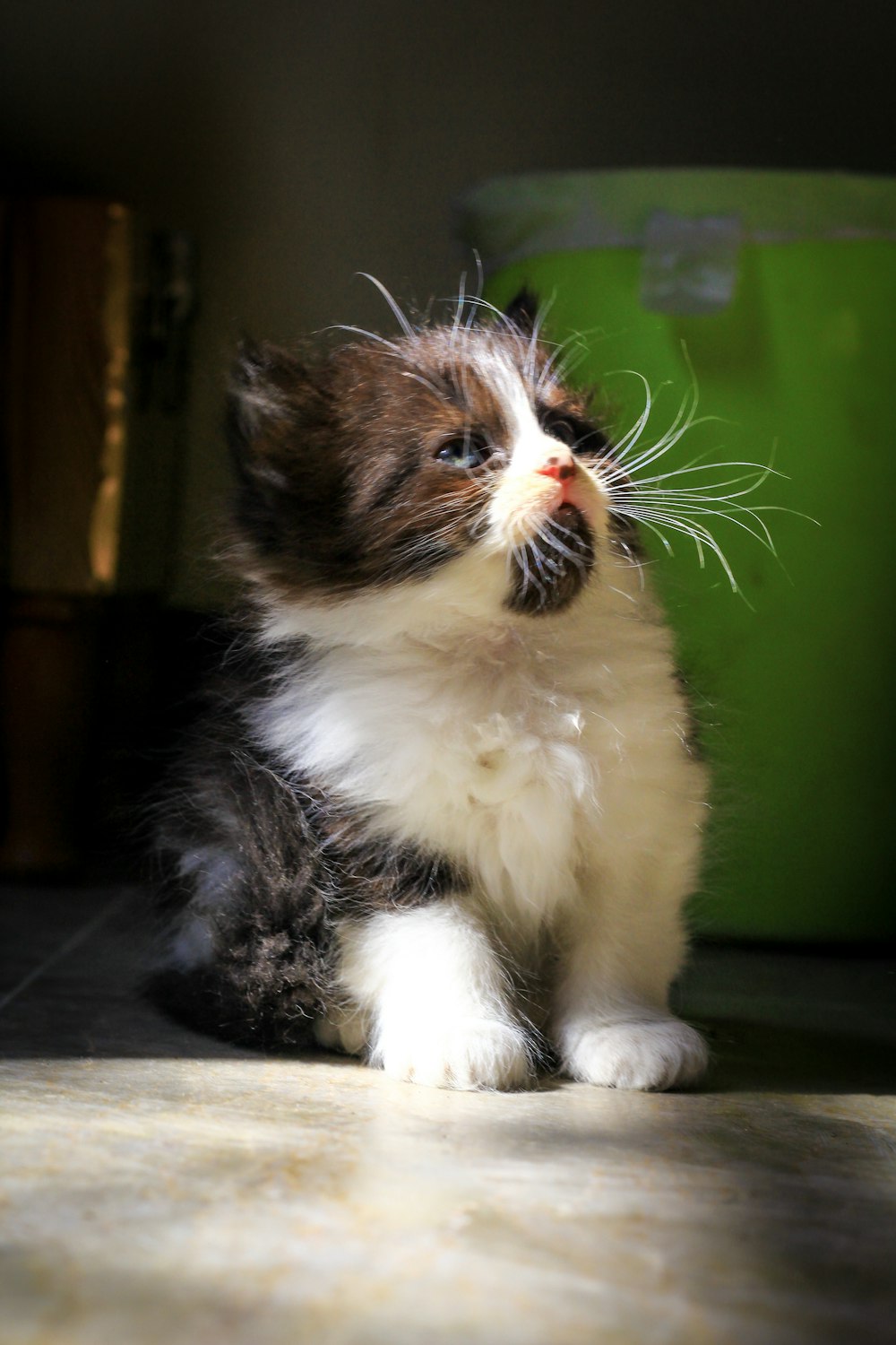 a kitten sitting on the floor looking up