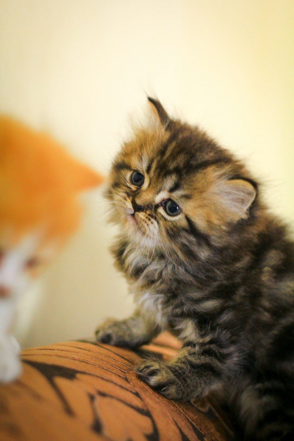 a small kitten sitting on top of a couch