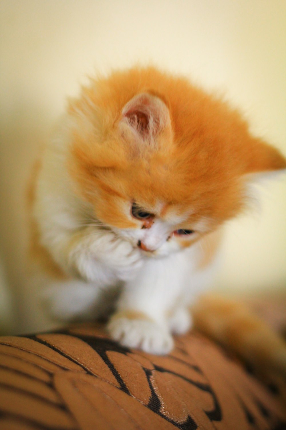 a small orange and white kitten sitting on top of a couch