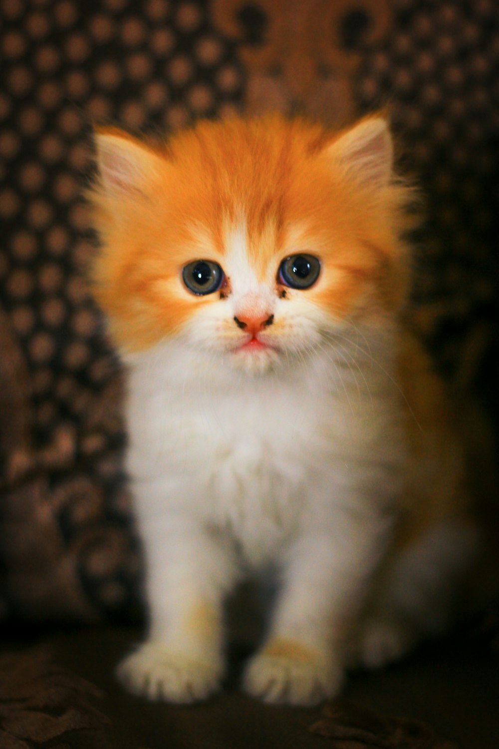 a small orange and white kitten sitting on a couch