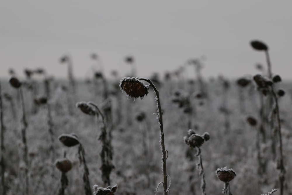 a field full of tall grass covered in frost