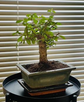 a bonsai tree sitting on top of a table