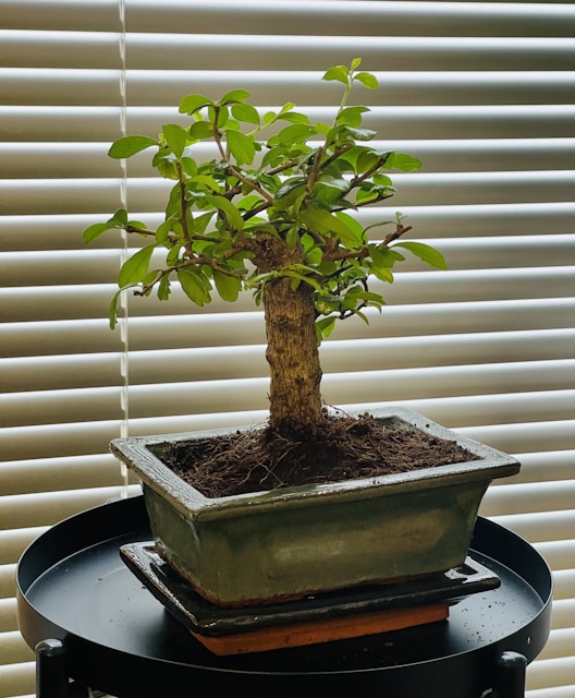 a bonsai tree sitting on top of a table