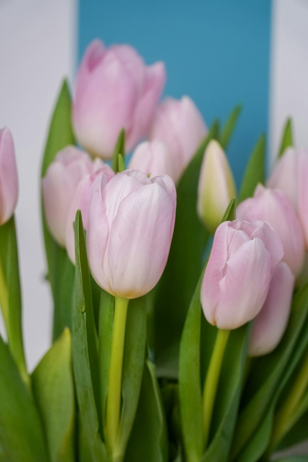 Un montón de tulipanes rosados sentados en un jarrón