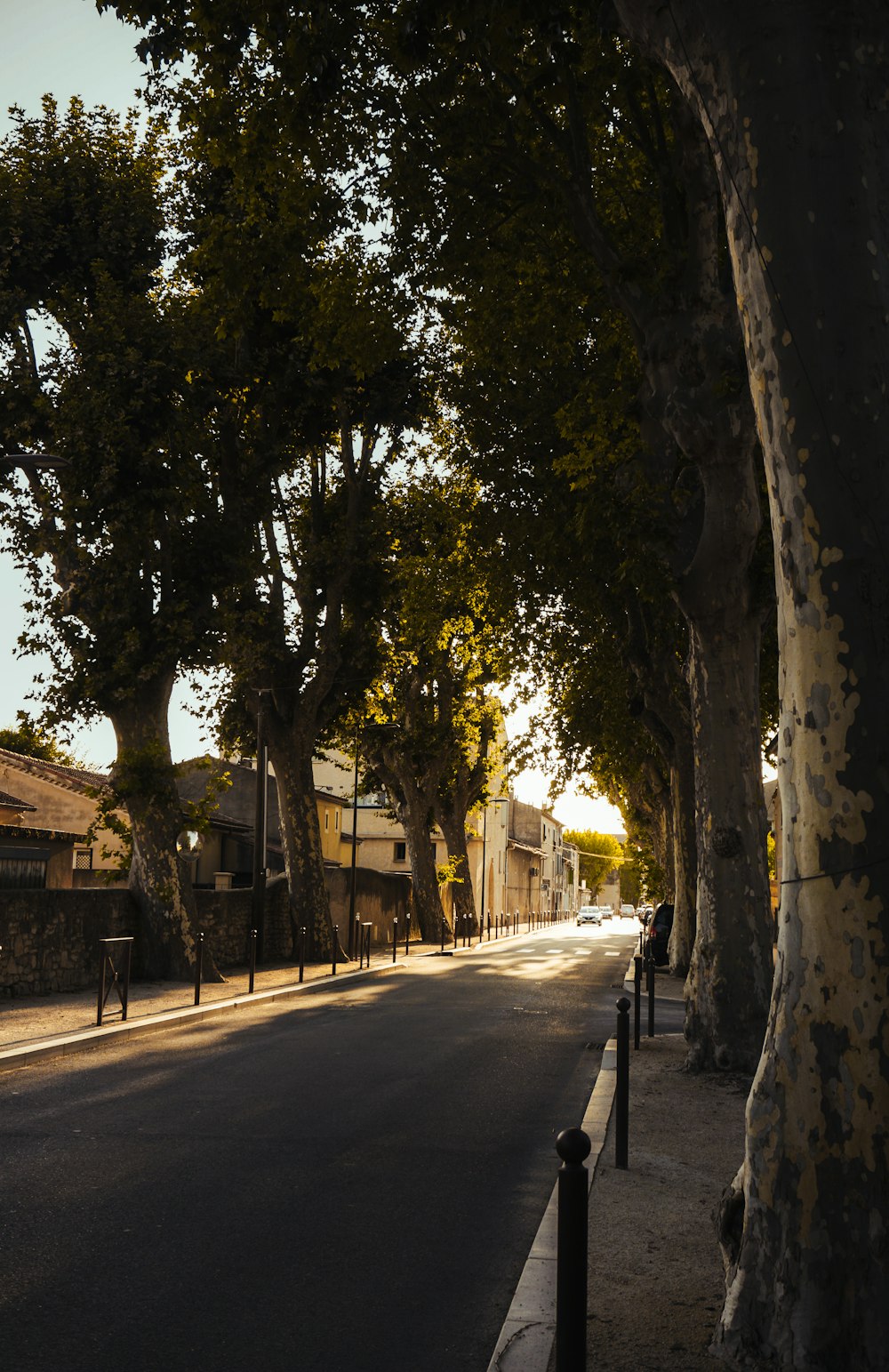 Una strada fiancheggiata da alberi accanto a un marciapiede