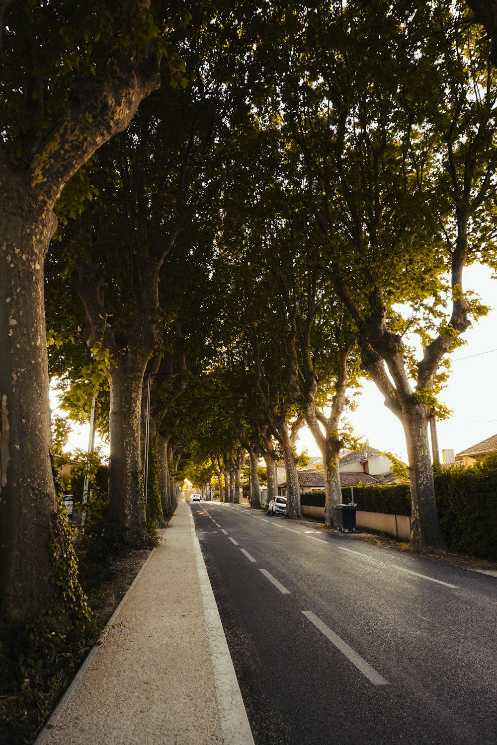 Una strada fiancheggiata da alberi accanto a un marciapiede