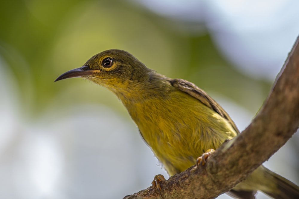 a small yellow bird perched on a tree branch